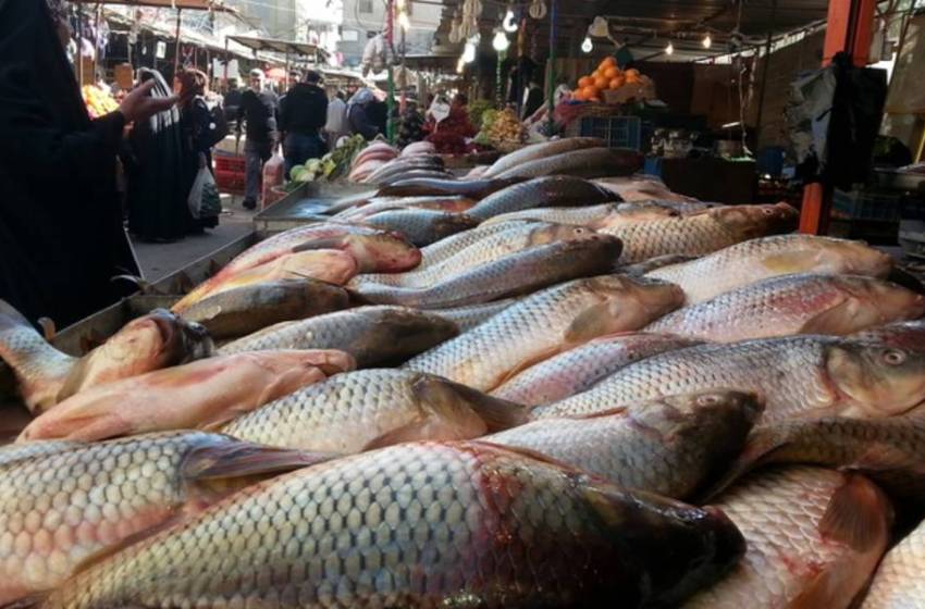 مسؤول عراقي يكشف حقيقة ضبط أطنان من الأسماك المسممة