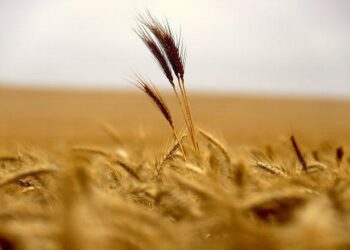 العراق يزيد رقعة زراعة القمح لنحو مليون فدان في 2022-2023