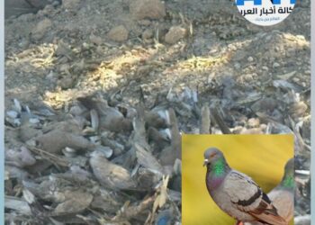 خفايا غامضة ومرعبة وراء نفوق جماعي لآلاف الحمام في محافظة بابل (فيديو)
