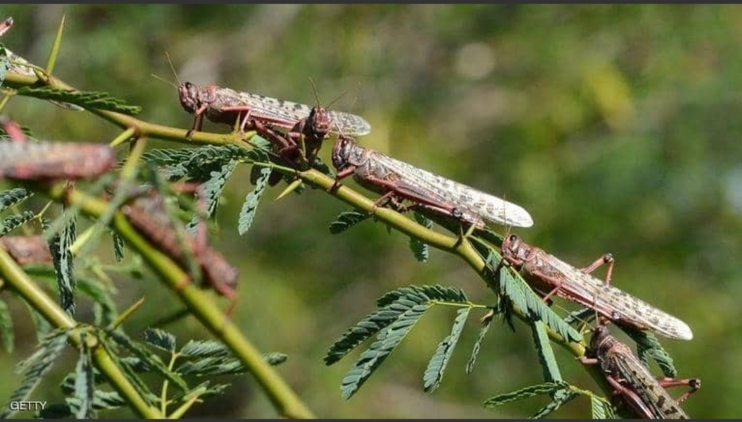 اسراب من الجراد تغزو ايران وقد تنتقل الى العراق