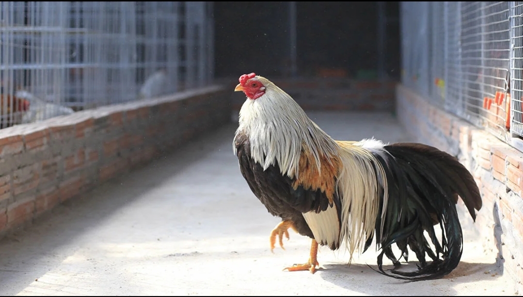 دجاجة تتقمص دور “كلب” وتتنزه برفقة فتاة روسية (فيديو)