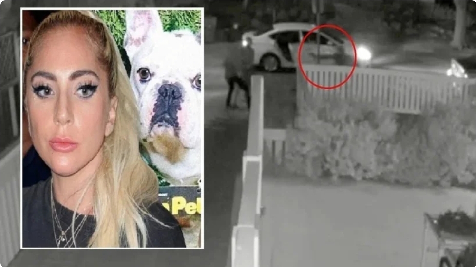 شاهد عملية سطو دموي على كلبين لليدي غاغا قرب لوس أنجلوس
