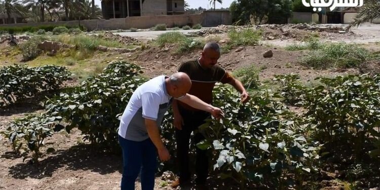 اكتشاف مزرعة لنبات “الداتورا المخدر” في محافظة ديالى
