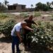 اكتشاف مزرعة لنبات “الداتورا المخدر” في محافظة ديالى