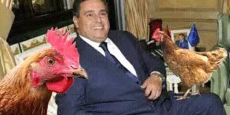 غلاء أسعار الدواجن والبيض يخرج رواد التواصل الاجتماعي عن صمتهم واستدعاء وزير الفلاحة للرد