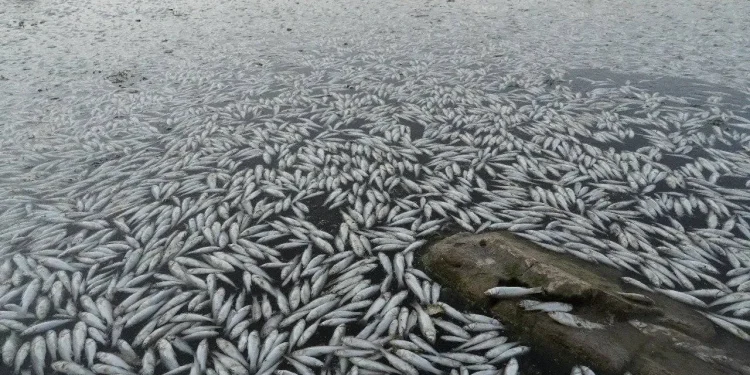 الثروة السمكية في النجف في خطر بسبب النفوق الجماعي الغامض للأسماك