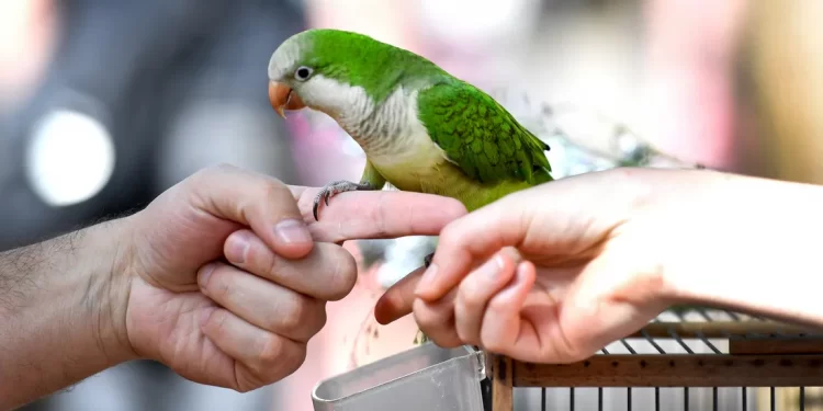 سوق الطيور في باريس سيغلق بصورة نهائية.. لهذا السبب