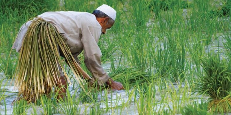 شح المياه يعصف بـ”رز العنبر” وينذر بغيابه عن الموائد العراقية