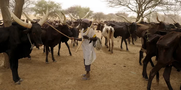“صراع المراعي” يعاون الإرهاب في إفقار 5 دول إفريقية