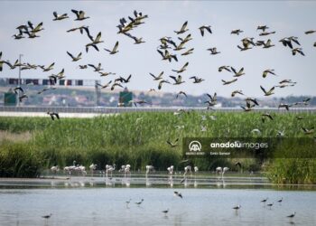 طيور الفلامينغو المهاجرة تزيّن بحيرة موغان التركية- (صور)