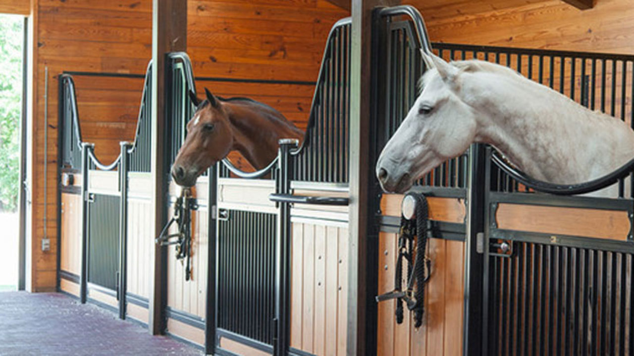 *عصير مشن وأسطبل الخيل … 🐴*