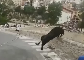 حشود هاربة من ثور هائج.. والحيوان الخائف ينتحر من علو 50 قدماً