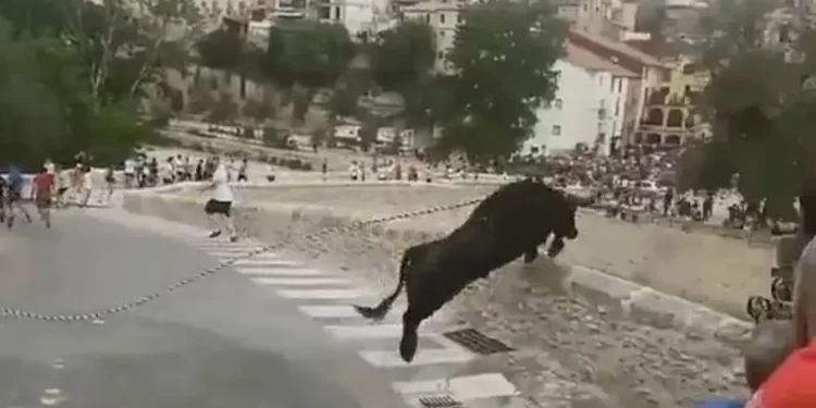 حشود هاربة من ثور هائج.. والحيوان الخائف ينتحر من علو 50 قدماً
