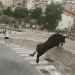 حشود هاربة من ثور هائج.. والحيوان الخائف ينتحر من علو 50 قدماً