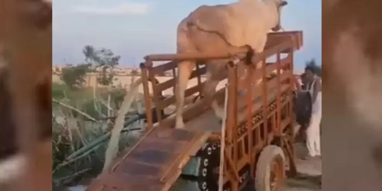 الثيران تولد الكهرباء.. فيديو مثير للجدل في الهند