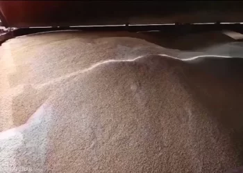 “دبلوماسية الحبوب” وإفريقيا.. هل تعيد روسيا هندسة العالم؟