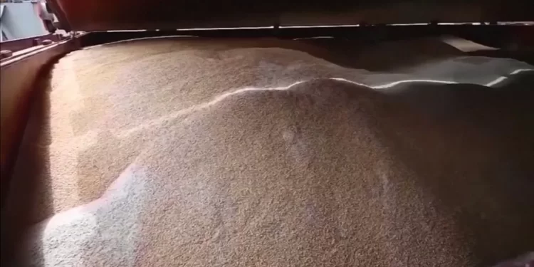 “دبلوماسية الحبوب” وإفريقيا.. هل تعيد روسيا هندسة العالم؟