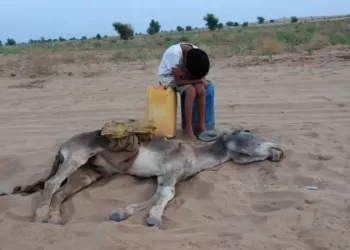 طفل يبكي بجانب حمار نفق عطشاً… صورة تخطف القلوب