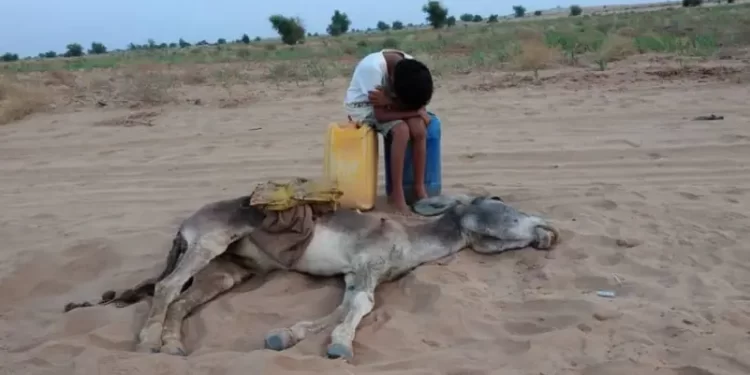 طفل يبكي بجانب حمار نفق عطشاً… صورة تخطف القلوب