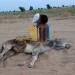 طفل يبكي بجانب حمار نفق عطشاً… صورة تخطف القلوب