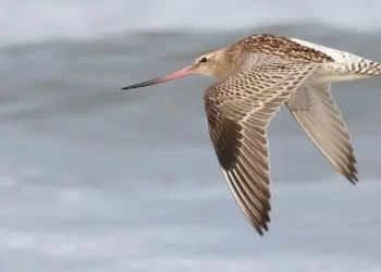 فقد نصف وزنه.. طائر يدخل غينيس بأطول مدة طيران!