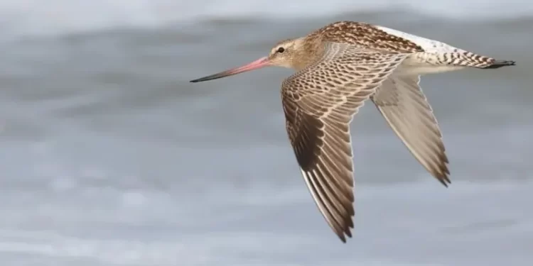 فقد نصف وزنه.. طائر يدخل غينيس بأطول مدة طيران!