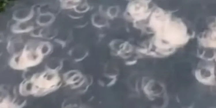 فيديو لظواهر غريبة رافقت الكسوف.. العلماء عجزوا عن فك لغزها