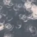 فيديو لظواهر غريبة رافقت الكسوف.. العلماء عجزوا عن فك لغزها