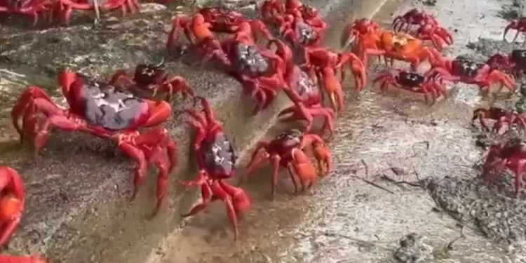 فيديو لـ”الغزو الأحمر”.. جزيرة الكريسماس بقبضة كائنات بحرية