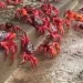 فيديو لـ”الغزو الأحمر”.. جزيرة الكريسماس بقبضة كائنات بحرية