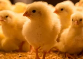 “50 كتكوتا لكل مواطن”.. مقترح يثير ضجة في مصر