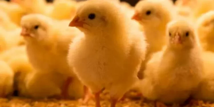 “50 كتكوتا لكل مواطن”.. مقترح يثير ضجة في مصر