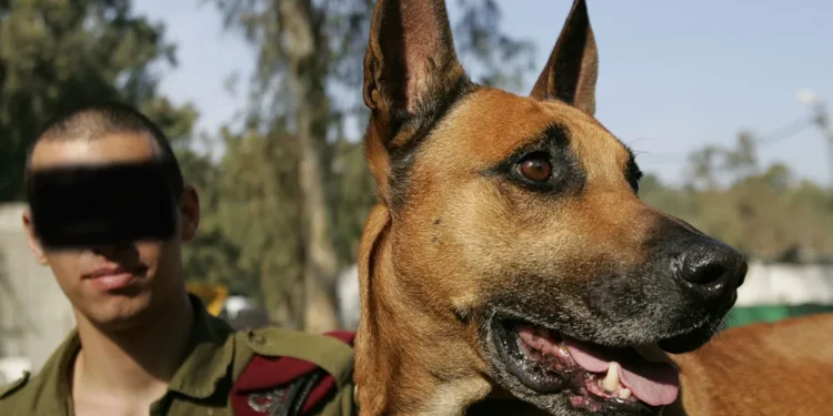 بخطة مضادة.. حماس تعطل سلاح “الكلاب” الإسرائيلي