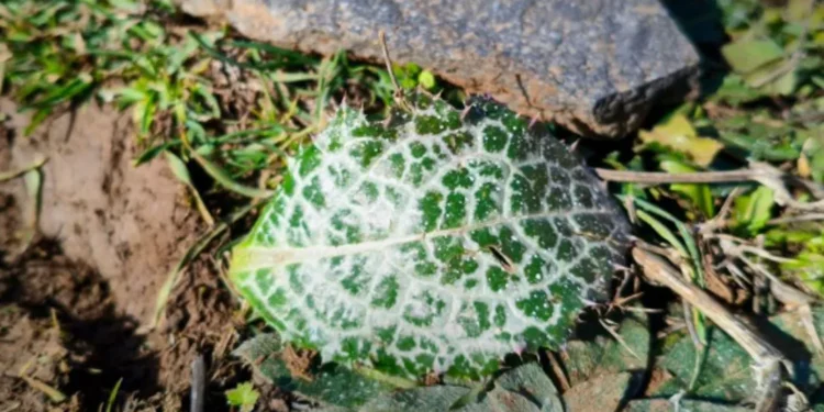 الطيران الإسرائيلي يلقي بـ”مواد مجهولة” للمرة الثانية على الجنوب السوري