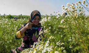 قرية مصرية تستحوذ على نصيب الأسد من ياسمين العالم