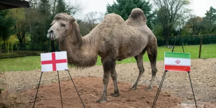ناقة تتوقع نتيجة المباراة الافتتاحية ولقاء إنجلترا وإيران